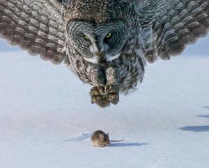 Owl &amp; mouse [Pred&amp;Prey]