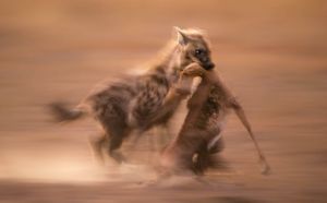Hyena kill